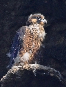 Peregrine Falcon Chick, Morro Rock, 2006, By Cleve Nash