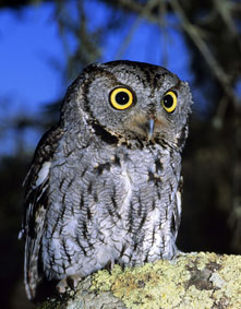Western Screech Owl, Los Osos Oaks Reserve, by Dennis Sheridan