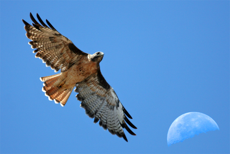 Red-tailed Hawk and the Moon over Estero Bay - 