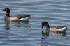 Brant Goose (Brant Geese) - Photo by Mike Baird - Morro Bay, CA morro-bay.com/digitalchocolate