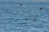Brant Goose (Brant Geese) - Photo by Mike Baird - Morro Bay, CA morro-bay.com/digitalchocolate