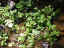 plants-over-water.jpg (88913 bytes)