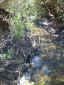 water-in-creek-upstream-of-farm.jpg (116650 bytes)