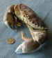 Redcrab.jpg (162205 bytes)