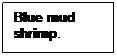 Text Box: Blue mud shrimp.