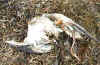 dead-bird.jpg (22603 bytes)