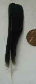 tailfeather.jpg (61013 bytes)