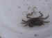 Crab.jpg (32788 bytes)