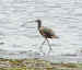 Windy_Curlew.jpg (82275 bytes)